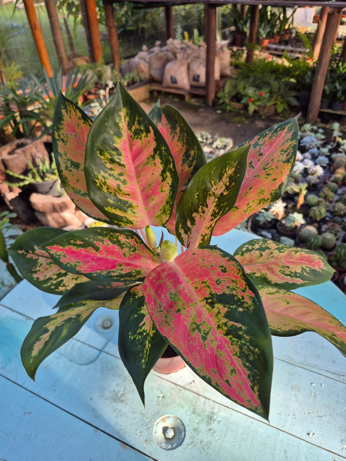 Flora Art Serrano