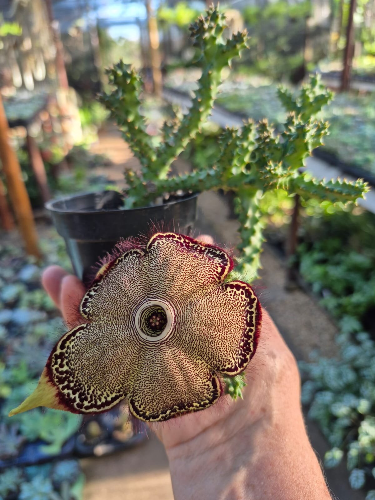 Flora Art Serrano