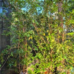 Frutifera 4